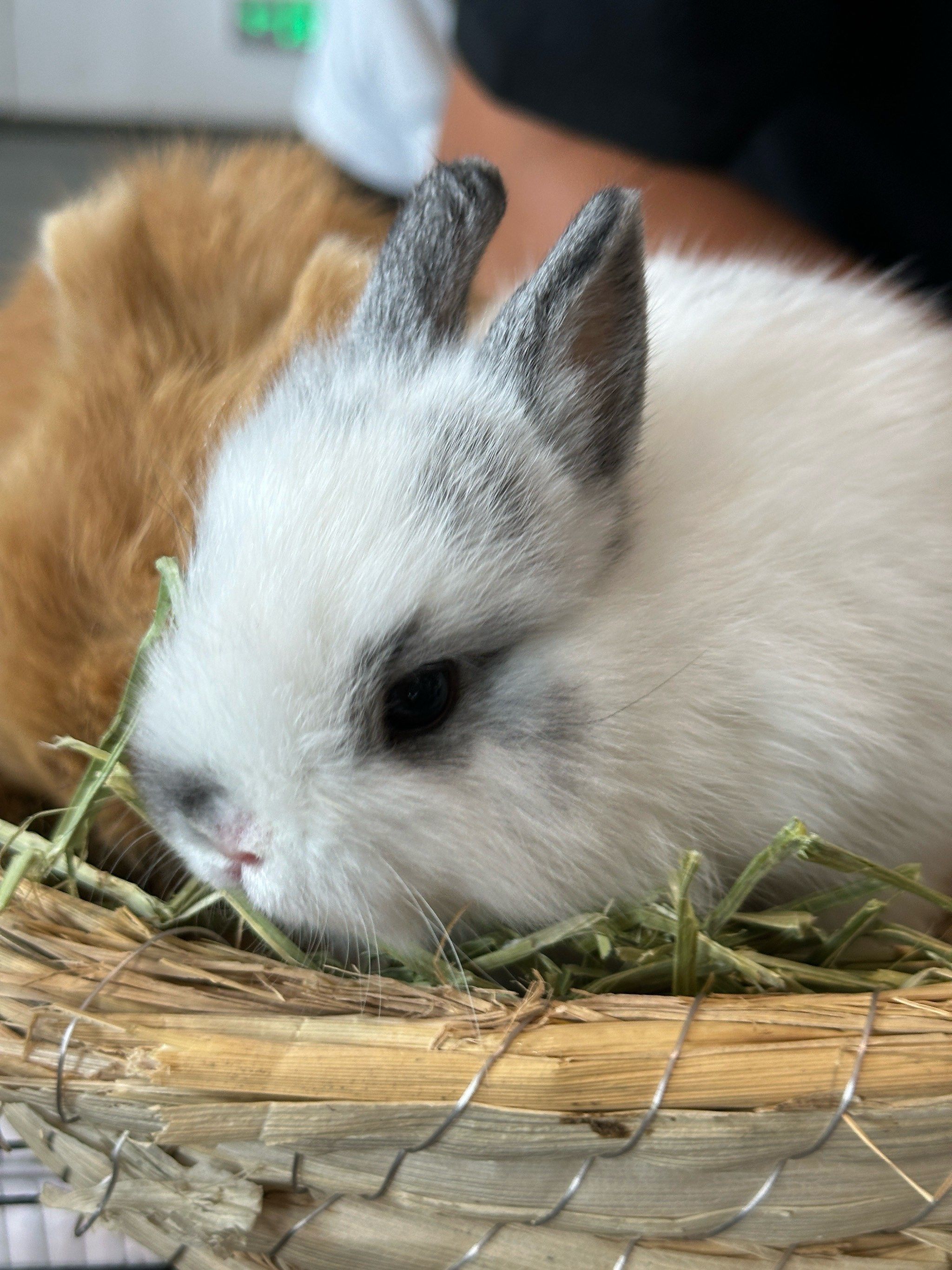 心动萌宠萌萌哒