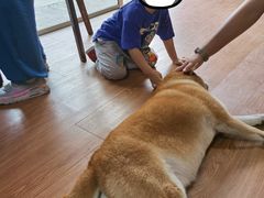 -柴犬高等学院·狗咖·柴犬售卖·宠物训练