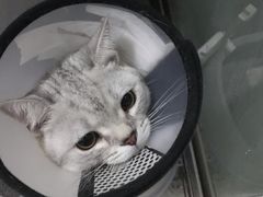 -芭比堂宠物医院·全科爱猫医院·仁德分院