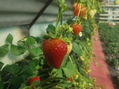 -大自然农场蔬菜草莓采摘园