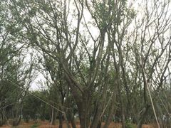 android_upload_pic-陈行公园