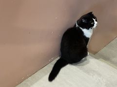 -猫儿山۰猫主题餐厅