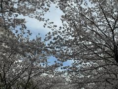 -高东镇樱花园