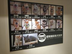 -逗柴咖啡屋·狗咖猫咖宠物桌游