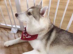 -Husky Go! 哈士奇体验馆·宠物咖啡厅狗咖