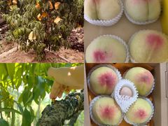 -老袁家蜜桃农场·阳山水蜜桃