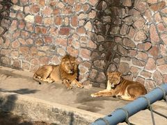-西霞口神雕山野生动物世界