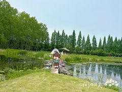 -合肥滨湖国家森林公园