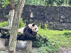 -都江堰中华大熊猫苑