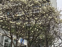 -四川大学(望江校区)