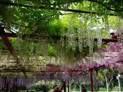 -嘉定紫藤园