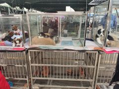 -中环花鸟鱼虫市场