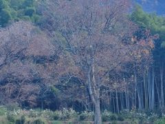 -塔川景区