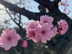 -红梅公园