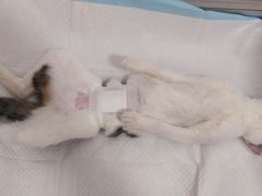 -灵美宠物诊所