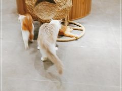 -飞行喵MR PILOT|猫舍·猫咖(静安大融城店)