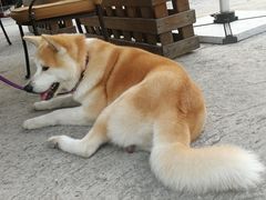 -京北渔家傲