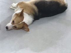 -Heymao猫咖.咖啡厅(东门店)