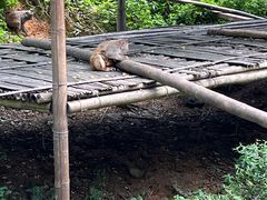 -西双版纳原始森林公园