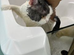 -爱洗澡的猫(望京店)