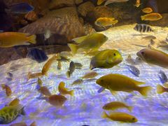 -上海海洋水族馆