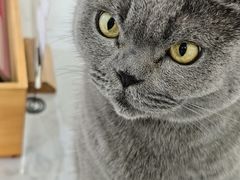 -喵园·猫主题咖啡厅·撸猫·猫咖(国贸店)