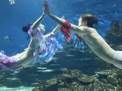 -海合安武汉极地海洋公园
