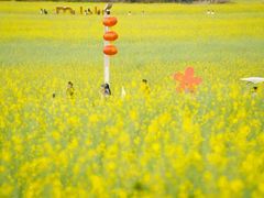 -光明小镇欢乐田园