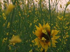 -光明小镇欢乐田园