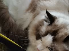 -喵百万·布偶·蓝金金渐层英短·猫舍(百子湾店)