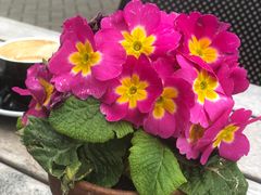 -Patagonia Chocolates(皇后镇店)