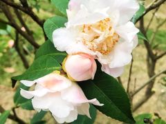 -文华公园(禅城区)