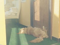 大金毛大帅好可爱&nbsp;&nbsp;最帅的金毛-梵猫·轻客栈(大理古城北门店)