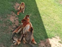 -西霞口神雕山野生动物世界