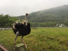 -瑞穗牧场