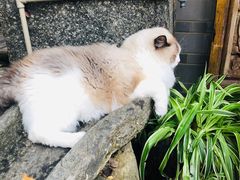 -喵屿·大理花园猫咖