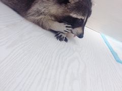 -浣熊柯尔鸭土拨鼠·电玩咖