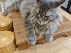 -楼上猫咖(罗湖店)