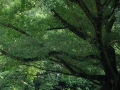 -广州市石门国家森林公园