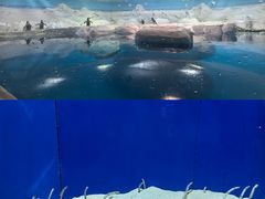 -上海海洋水族馆