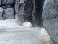 -海合安青岛极地海洋公园