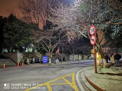 -武汉大学-樱园