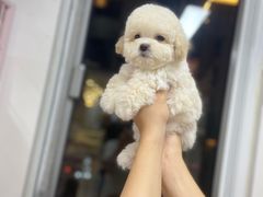 -萌宠之家·腊肠犬·马尔泰·小体犬舍
