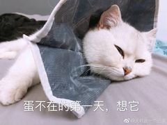 -伟伟宠物医院·CT影像中心·瑞派犬猫综合性门诊(汉口总院)