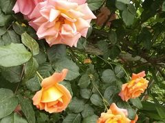 -三圣花乡旅游区