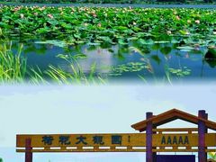 -白洋淀风景区