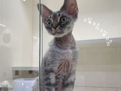 -十年猫舍·猫咪专门店(普陀店)