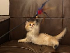 -momokira米努特·德文卷毛猫·棉花面纱犬