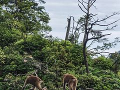 -峨眉山风景名胜区