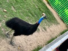 -西霞口神雕山野生动物世界